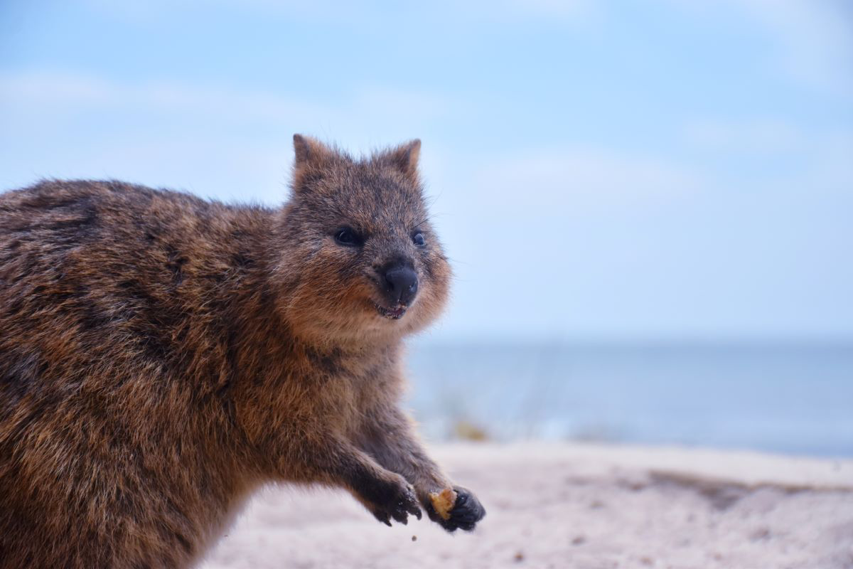 A quokka smiles for the camera, Rottnest Island, Western Australia