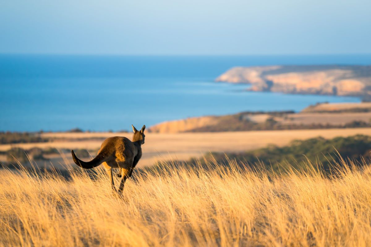 Kangaroo hopping, Kangaroo Island, South Australia