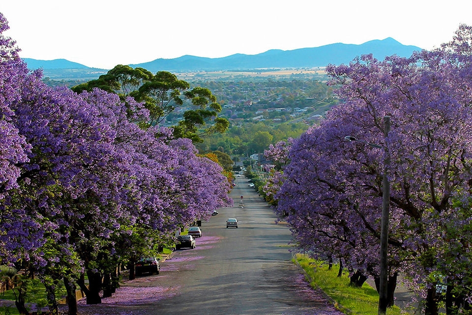 Jacaranda trees line a street in the country town of Tamworth.